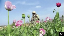 A poppy field in Afghanistan.